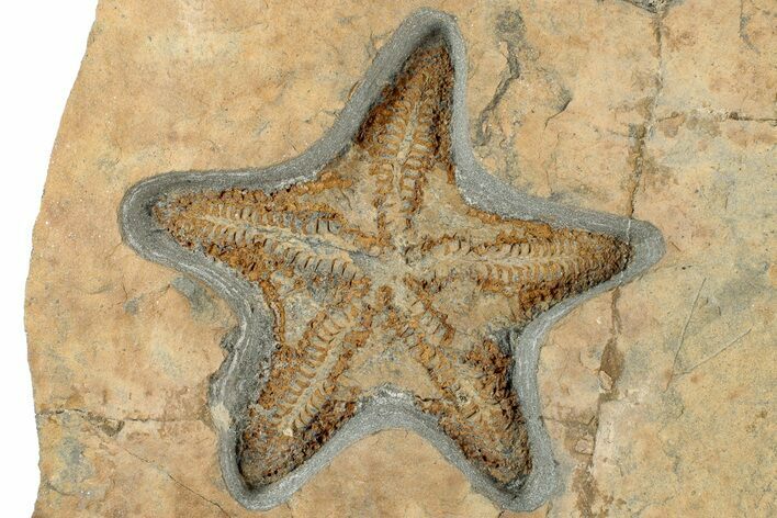 Detailed, Ordovician Fossil Starfish - Morocco #312359
